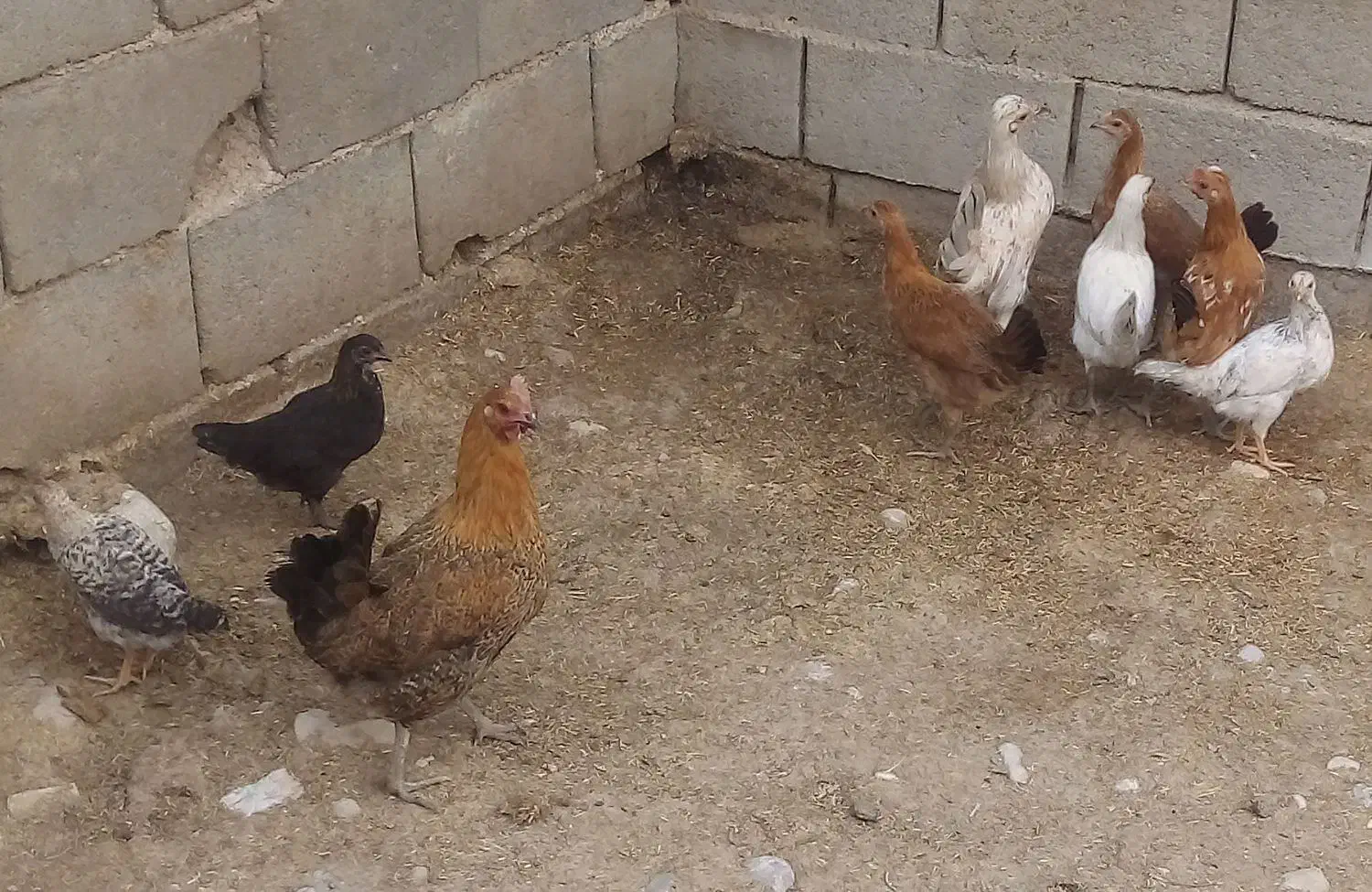 مرغ ۴۰۰ تومن|حیوانات مزرعه|لردگان, |دیوار