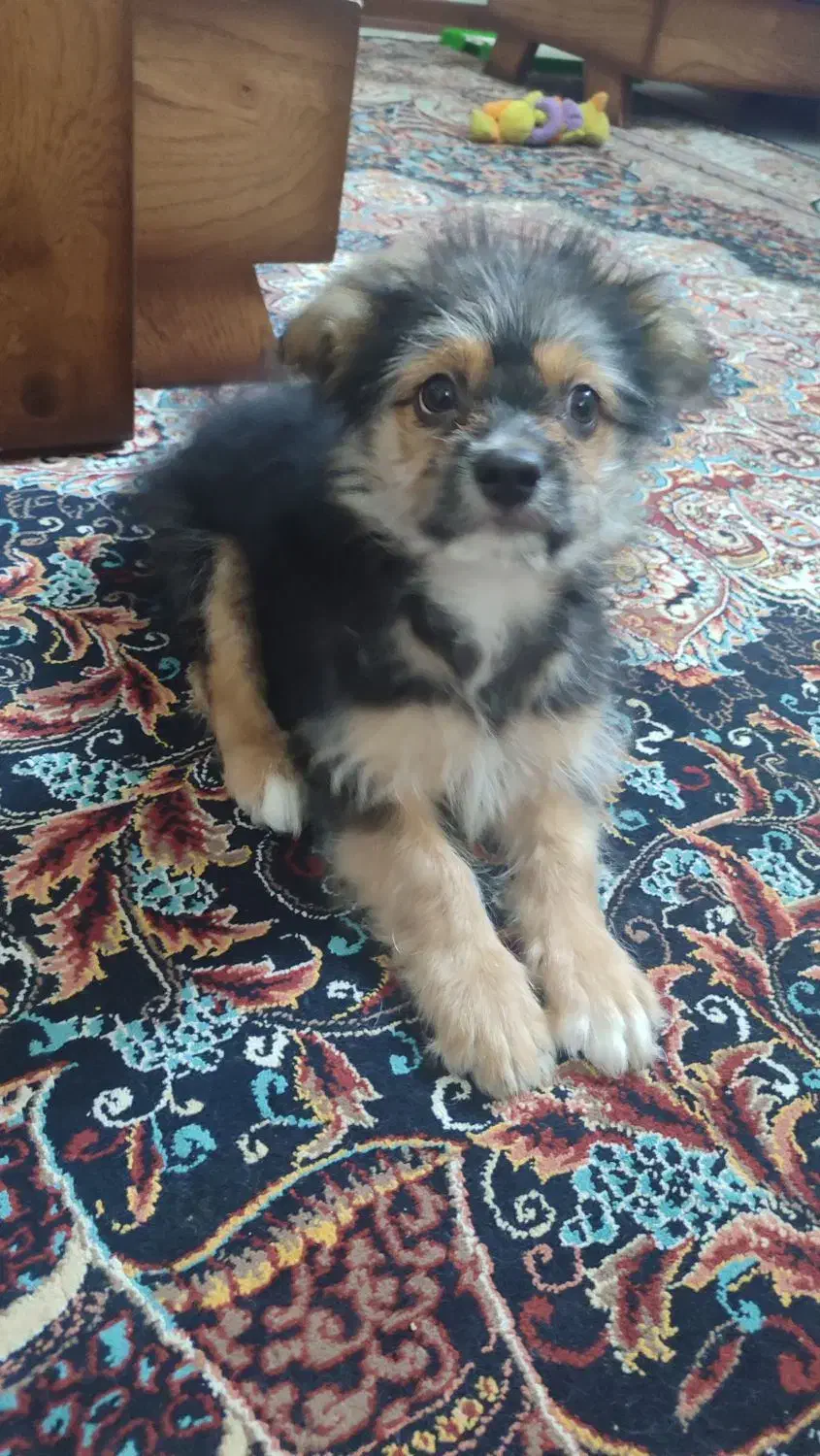 اشپیتز شیتزو|سگ|مشهد, ابوذر|دیوار