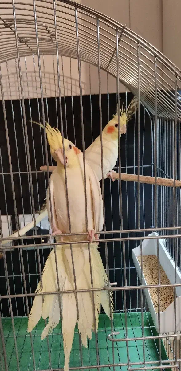 دو عدد عروس هلندی لوتینو زعفرونی و دوتا نر رنگی|پرنده|شاهین‌شهر, فیض|دیوار