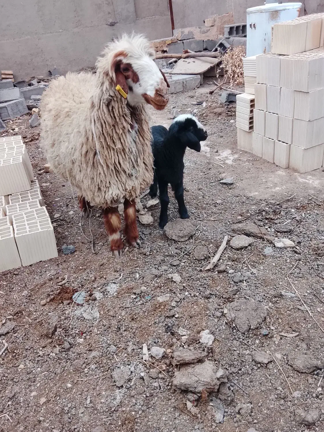 گوسفند|حیوانات مزرعه|یزد, |دیوار