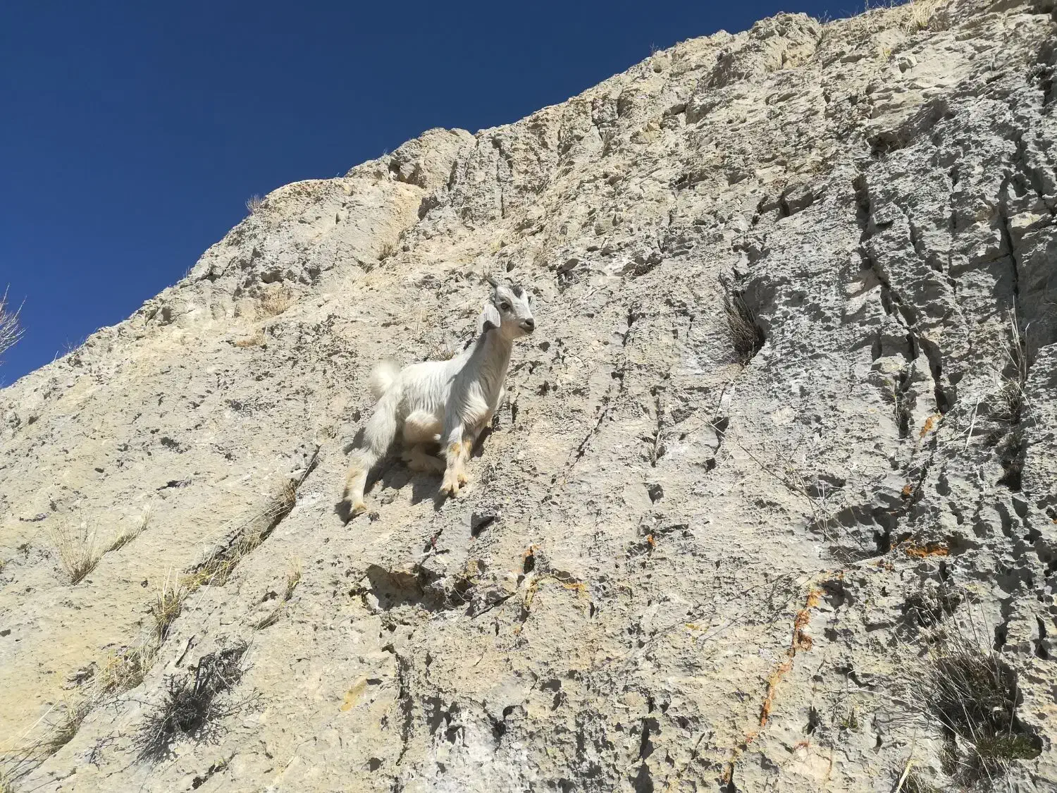 بز هلندی ۲قلو زابا۲راس کهره|حیوانات مزرعه|یاسوج, |دیوار