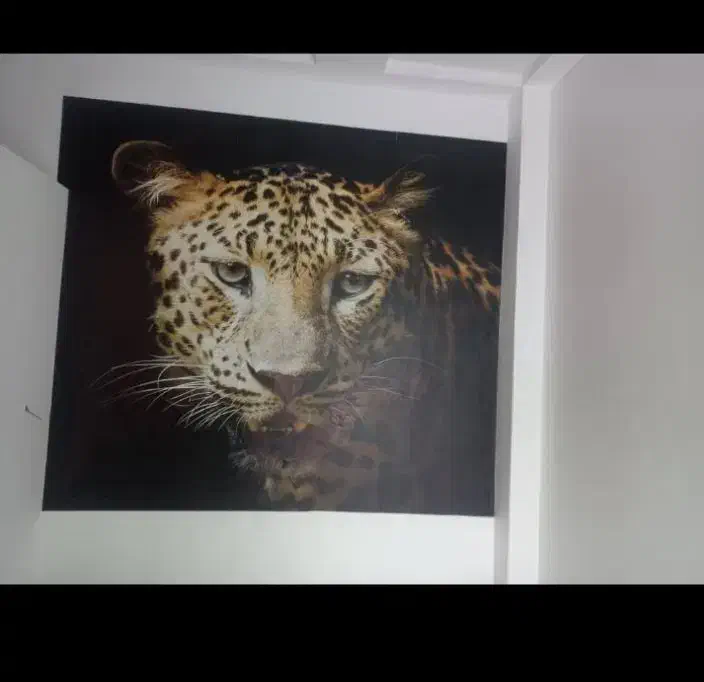 نصب کاغذ دیواری|خدمات پیشه و مهارت|رفسنجان, |دیوار