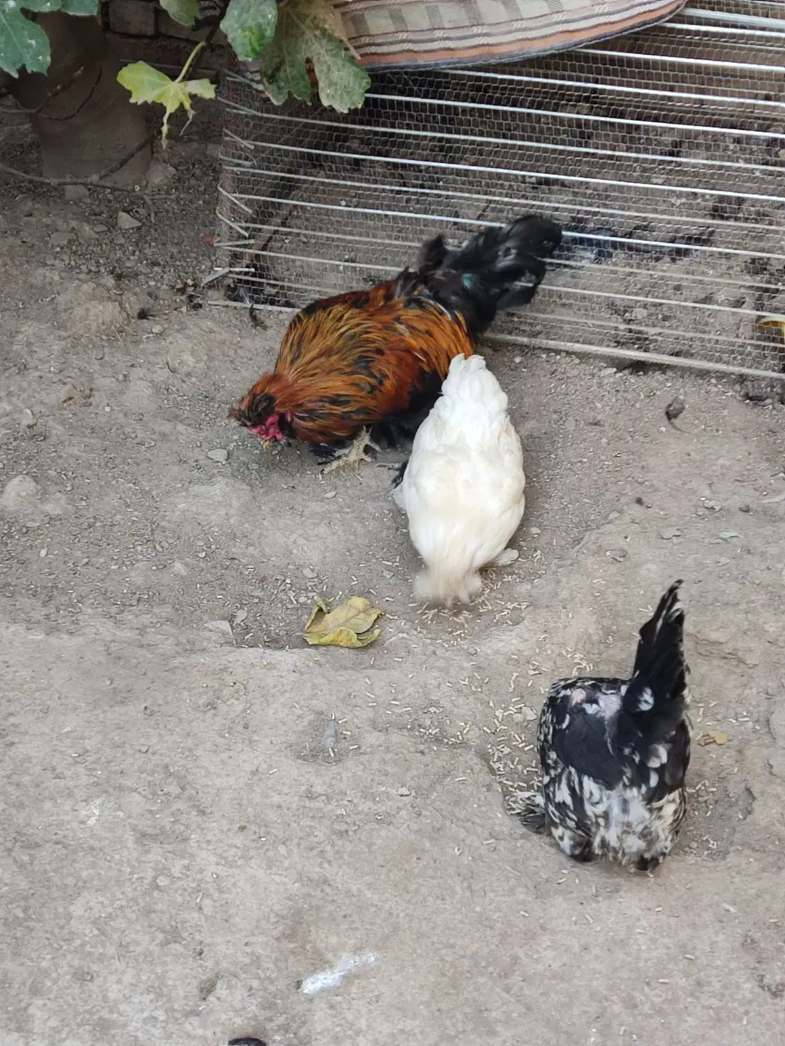 فروش دو تا مرغ و یک خروس پا پر|پرنده|طارم, |دیوار