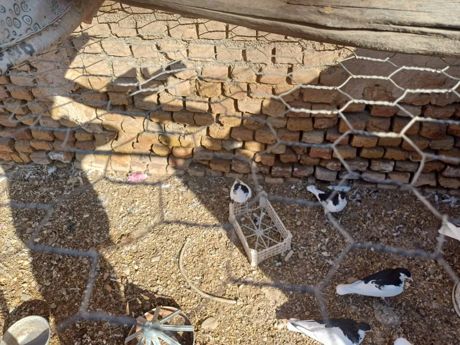 جوجه سده|پرنده|فیروزه, |دیوار