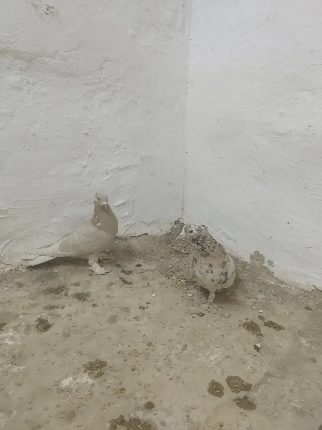 هما سرور و زرد دم سفید|پرنده|مبارکه, |دیوار