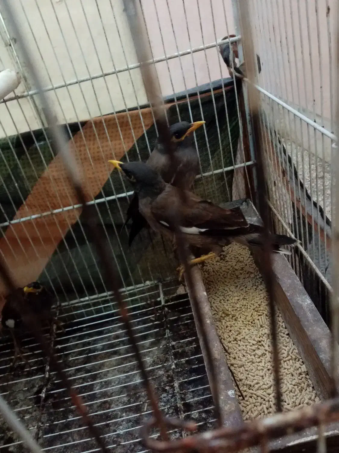 مینا 5ماهه دانه 400 هزار|پرنده|مشهد, همت آباد|دیوار