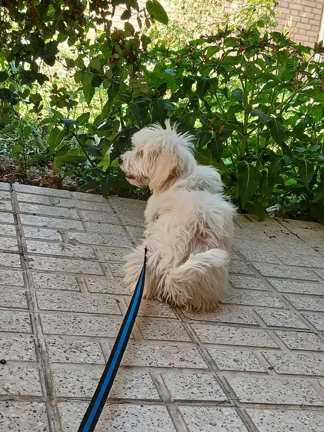 گمشده|سگ|گلبهار, شهر جدید گلبهار|دیوار