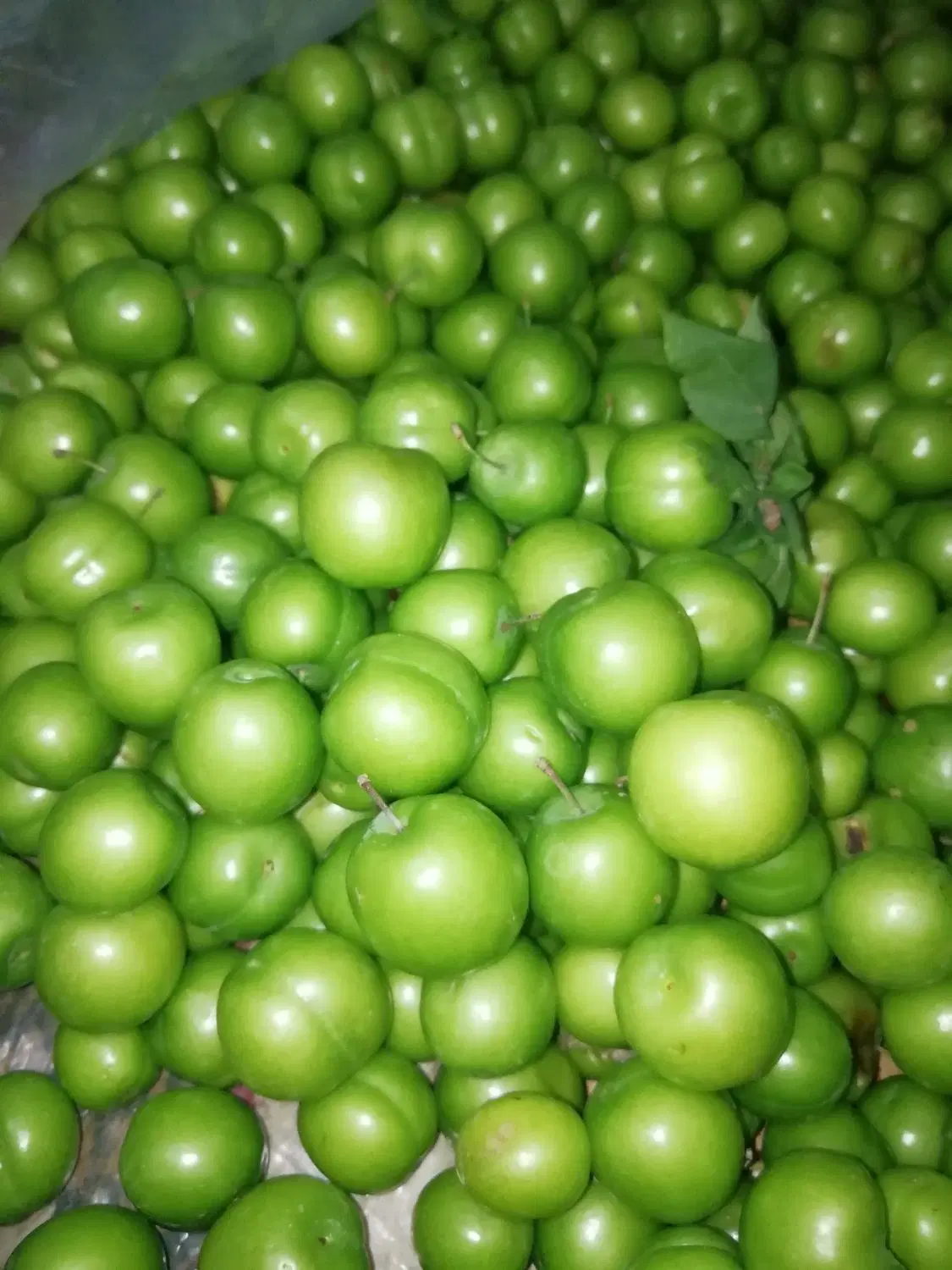 گوجه باغی|خوردنی و آشامیدنی|شیراز, اصلاحنژاد|دیوار