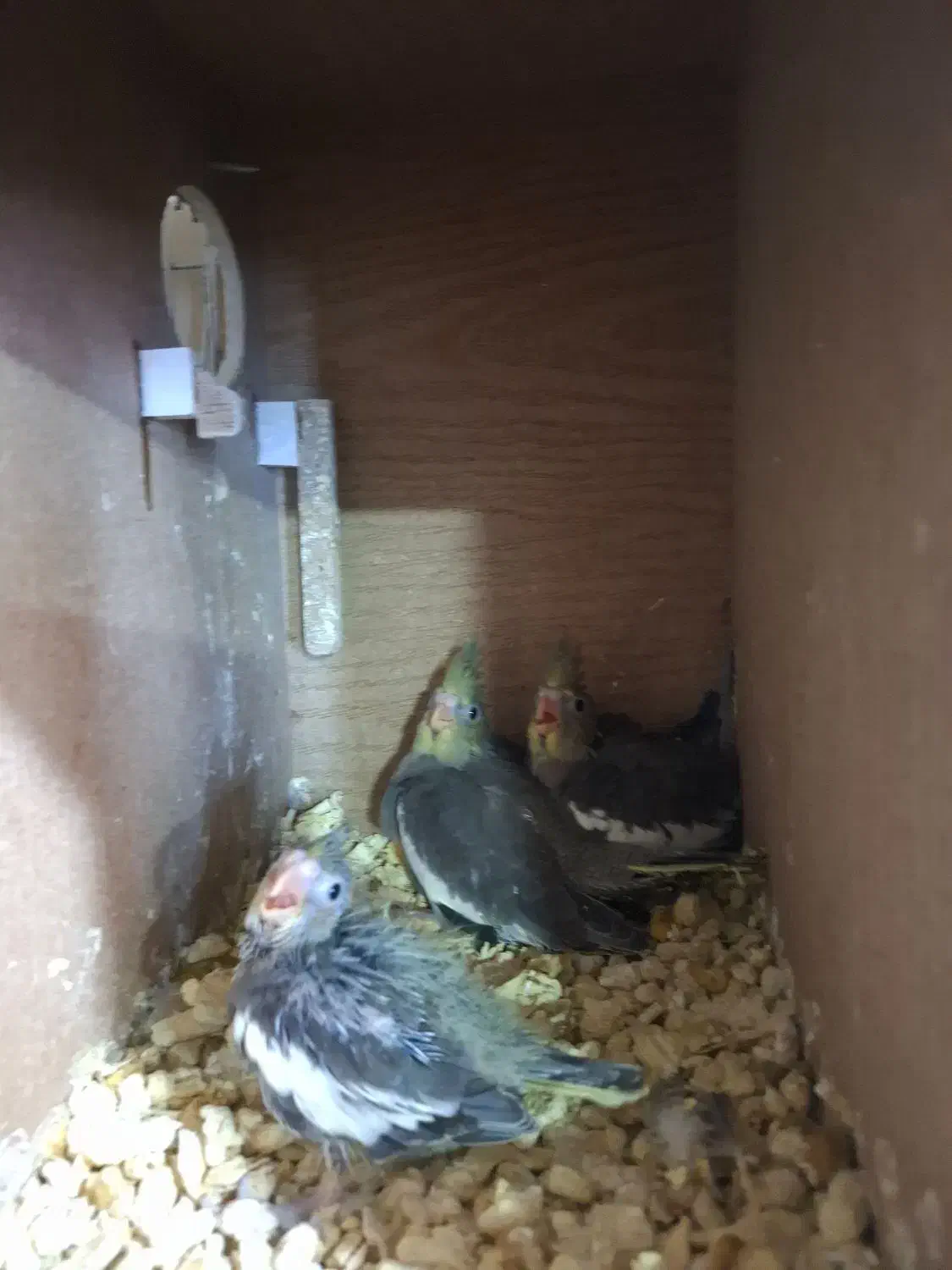 عروس هلندی مولد با جوجه|پرنده|تهران, وحیدیه|دیوار