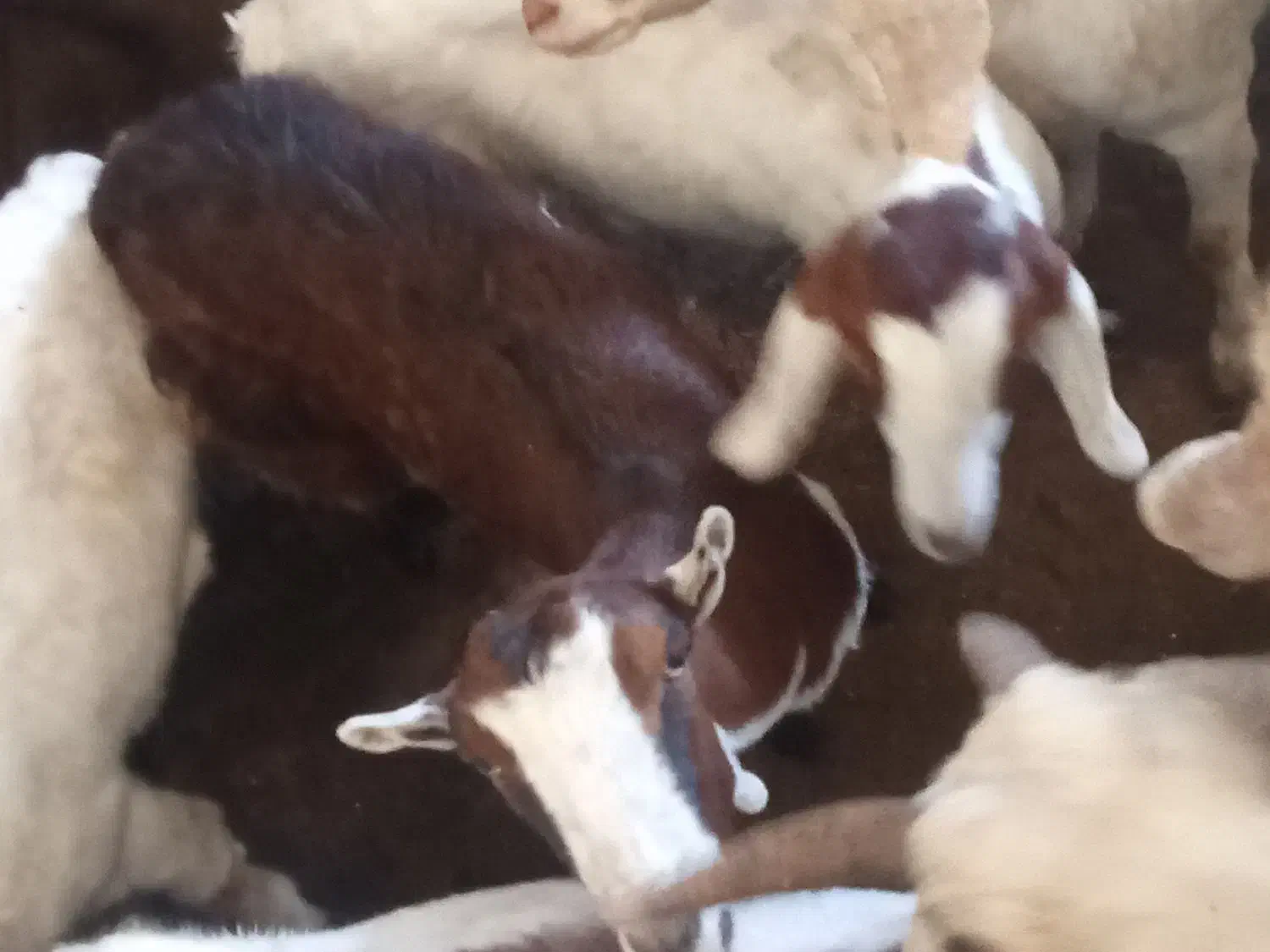 کهره|حیوانات مزرعه|میناب, |دیوار