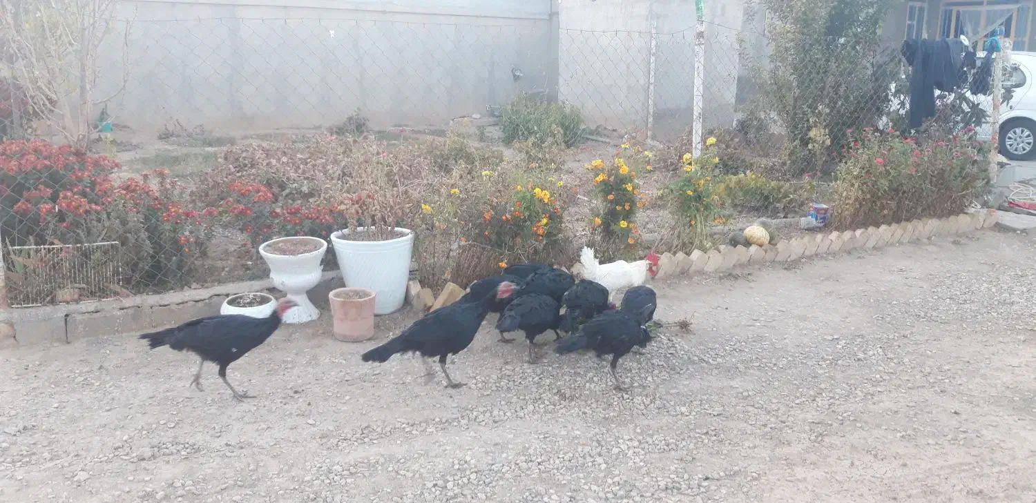 بوقلمون|حیوانات مزرعه|گل تپه, |دیوار