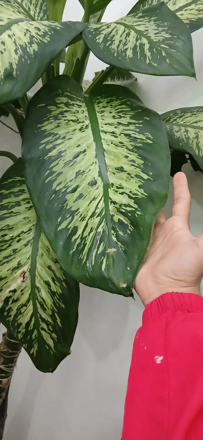 دیفن باخیا غولپیکر|گل و گیاه طبیعی|سراب, |دیوار