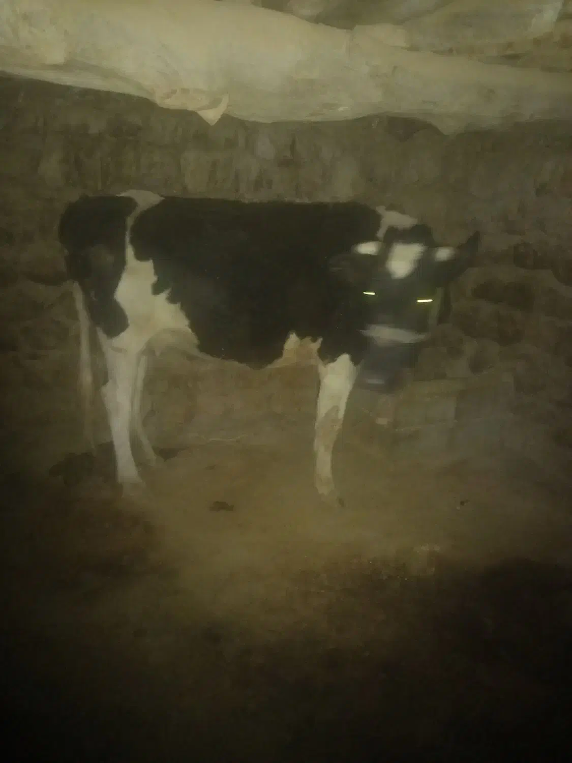 ۲ عدد گاوه ابستن جوان سرحال|حیوانات مزرعه|سرفاریاب, |دیوار