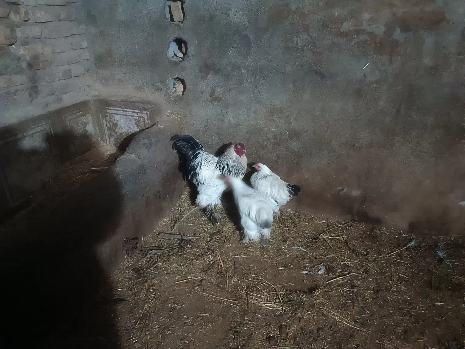 مرغ وخروس|حیوانات مزرعه|مرند, |دیوار