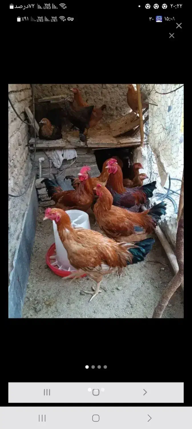 فروش خروس جوان سالم وسنگین وزن|حیوانات مزرعه|هشتگرد, هشتگرد قدیم|دیوار