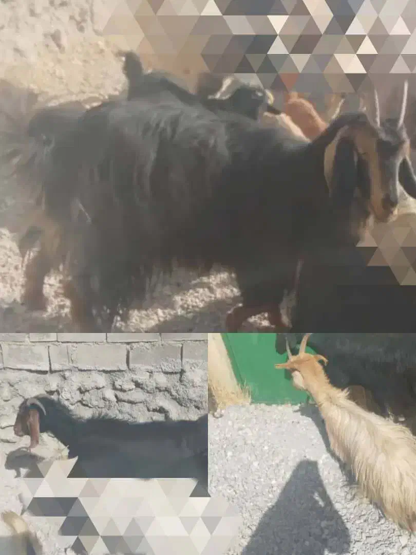 فروش یک راس میش و یک راس بز داشتی خوب|حیوانات مزرعه|یاسوج, |دیوار