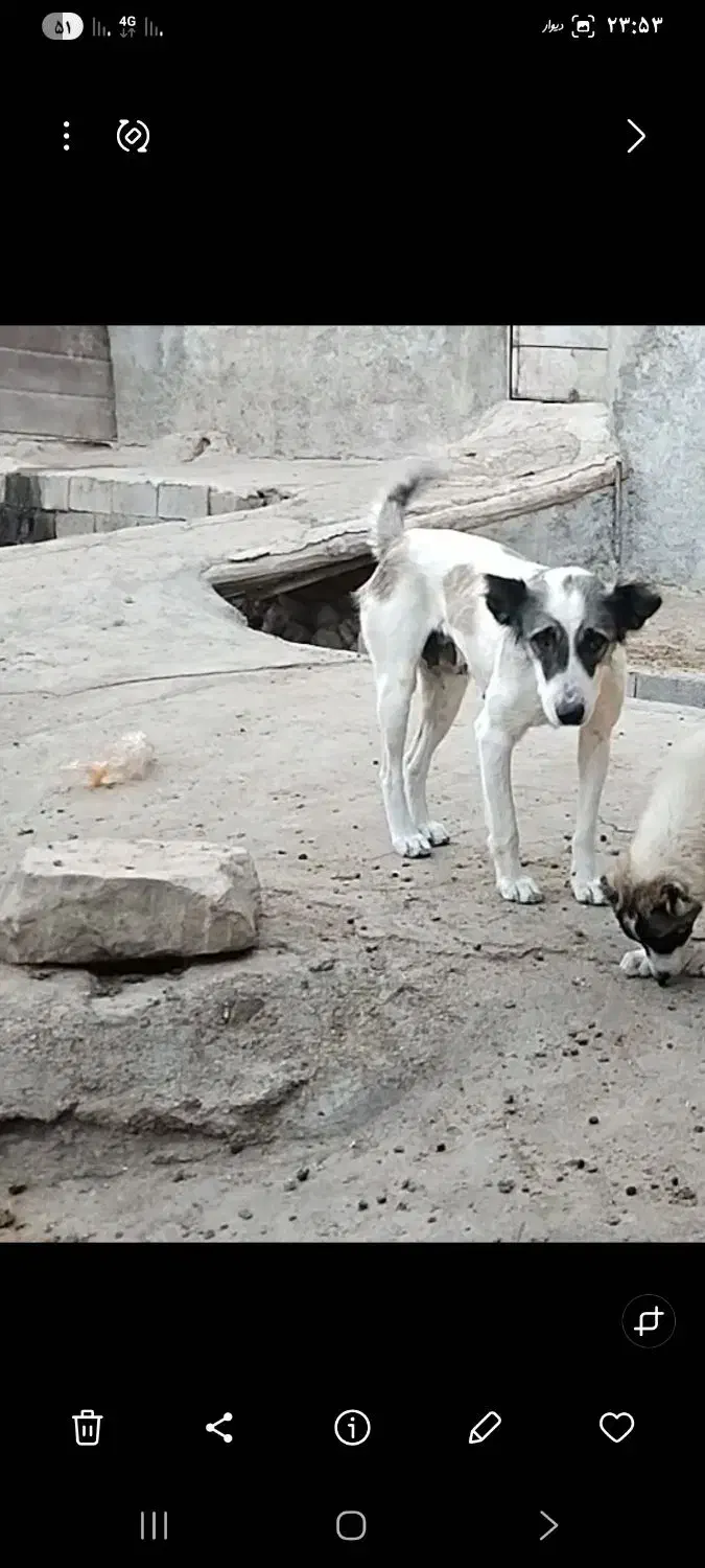 این ماده سگ گمشده|حیوانات|بجنورد, |دیوار