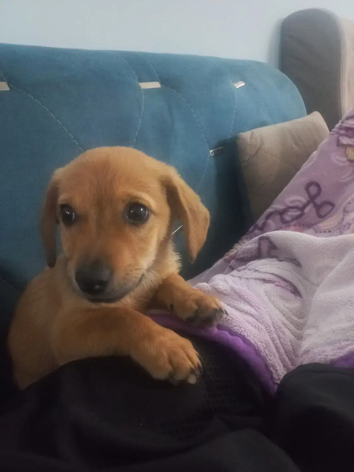 توله پاپی|سگ|مشهد, توس (بلوار توس)|دیوار