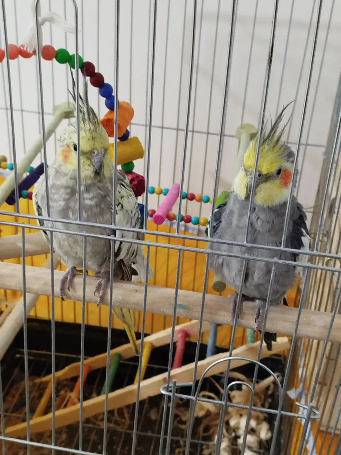 عروس هلندی|پرنده|پیرانشهر, |دیوار