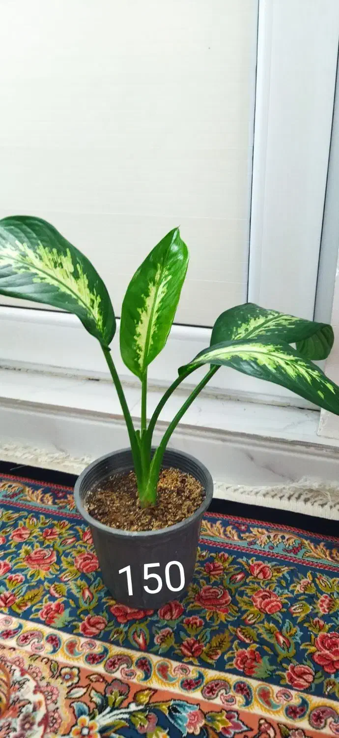 گل دیفن|گل و گیاه طبیعی|قروه, |دیوار