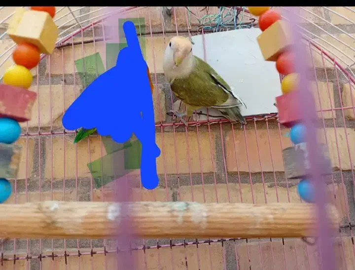 برزیلی گمونم نر باشه با فیشر ۵ماه تا یکسال معاوضه|پرنده|بندر امام خمینی, |دیوار