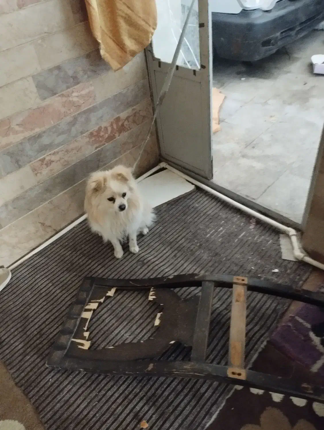 سگ اشمیت|سگ|کرمان, |دیوار