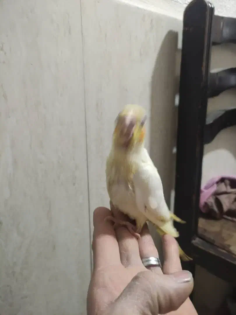 جوجه عروس هلندی رام دستی سرلاکی|پرنده|شریف‌آباد, |دیوار