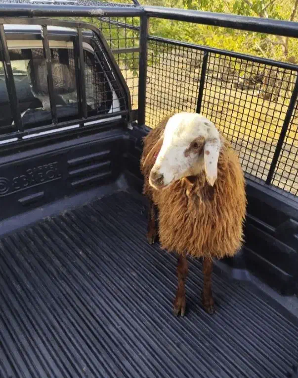 گوسفند خونی و گوسفند زنده برای نذری|حیوانات مزرعه|مشهد, نوید|دیوار