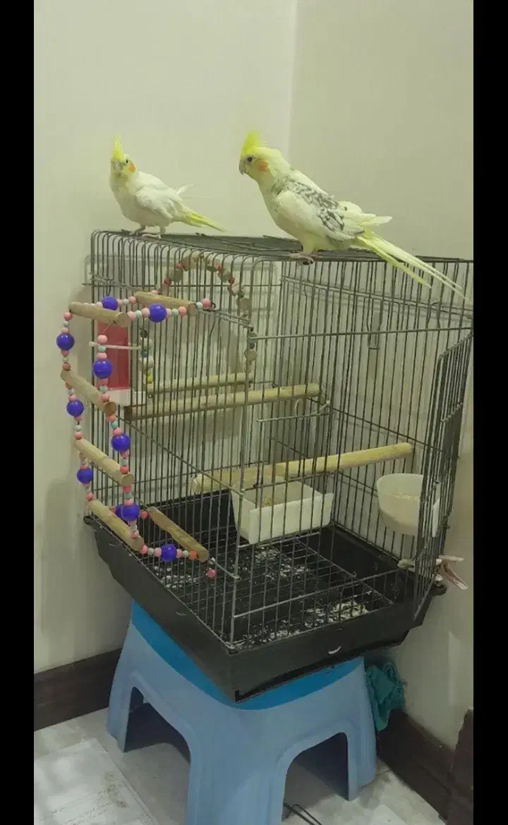 عروس هلندی|پرنده|تهران, خلیج فارس|دیوار