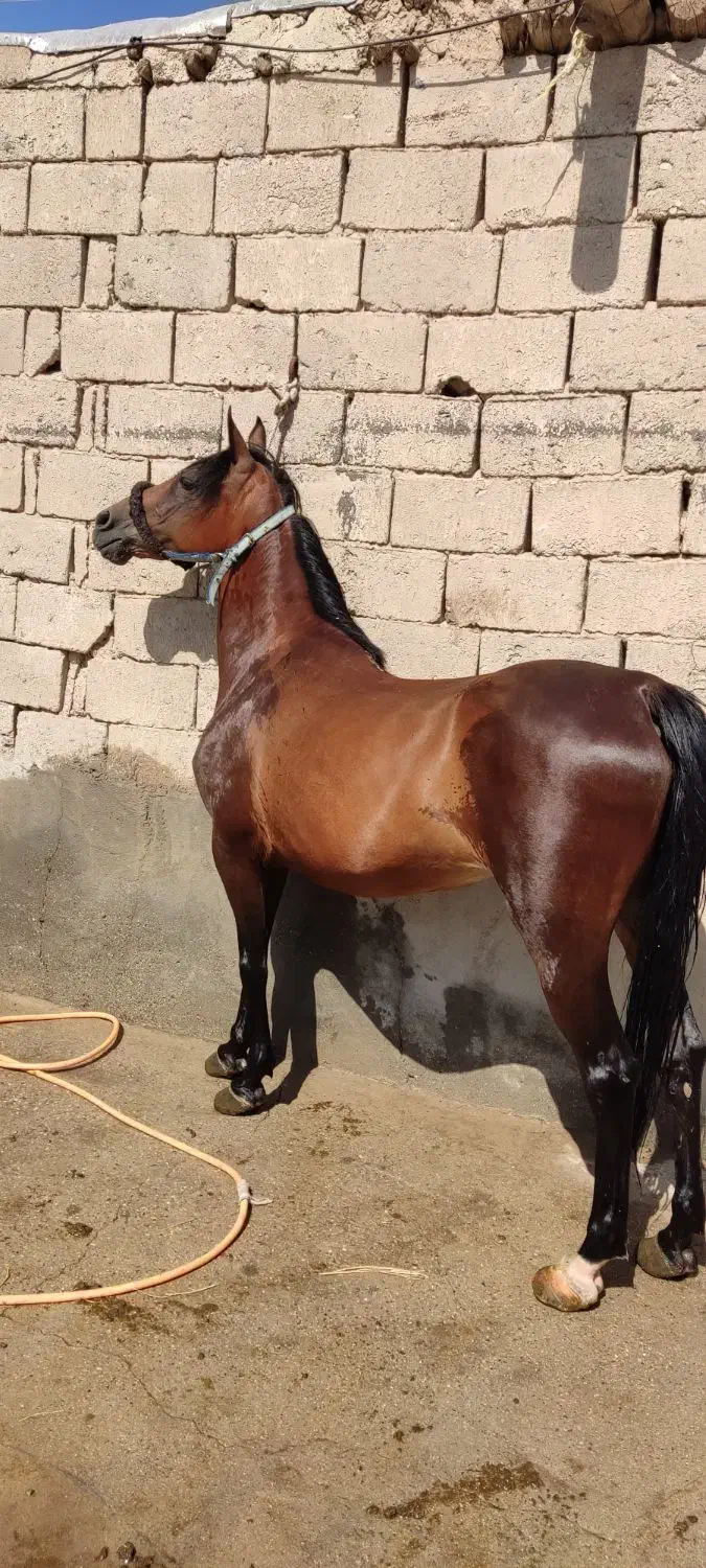 مادیون|اسب و تجهیزات اسب‌سواری|میاندوآب, |دیوار