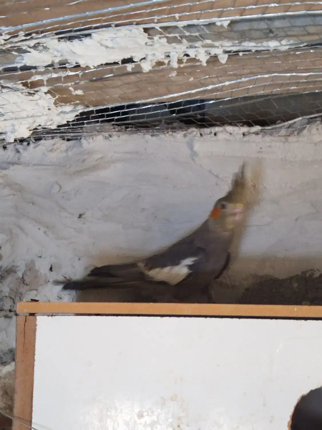 عروس هلندی|پرنده|میناب, |دیوار