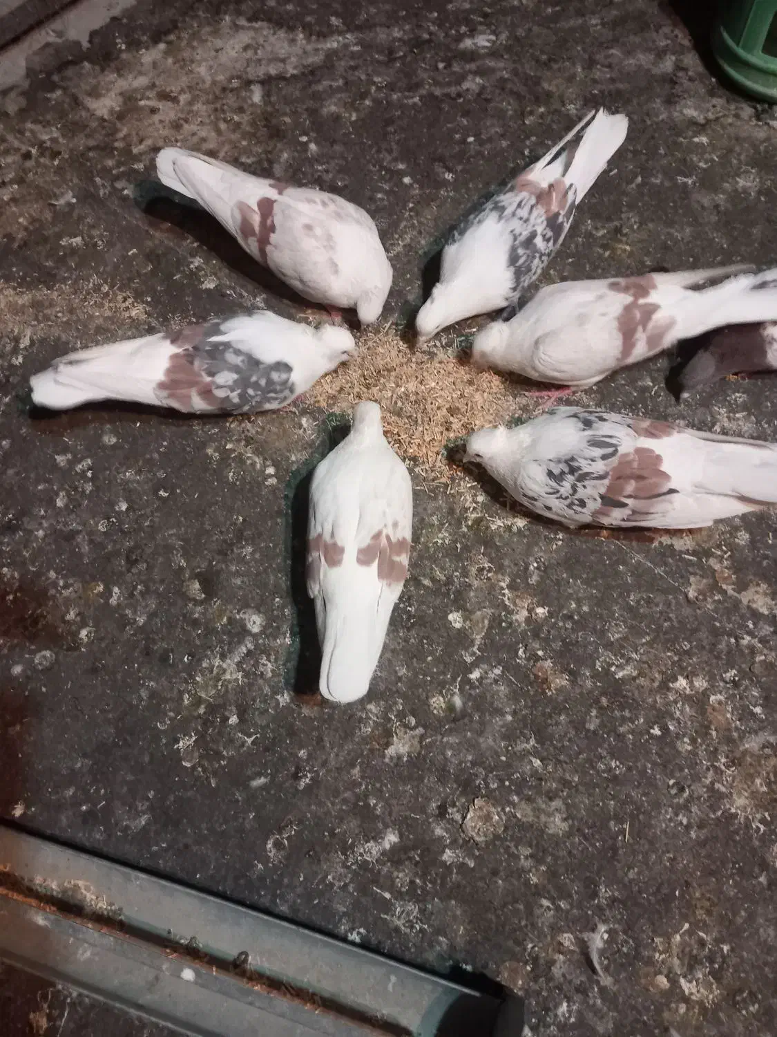 کبوتر|پرنده|بروجرد, |دیوار