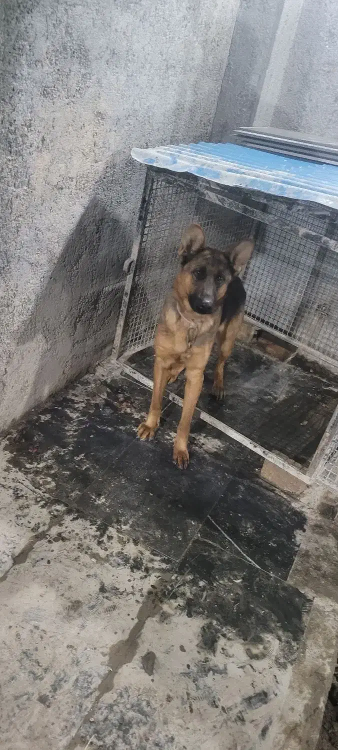 سگ ژرمن|سگ|بیستون, |دیوار