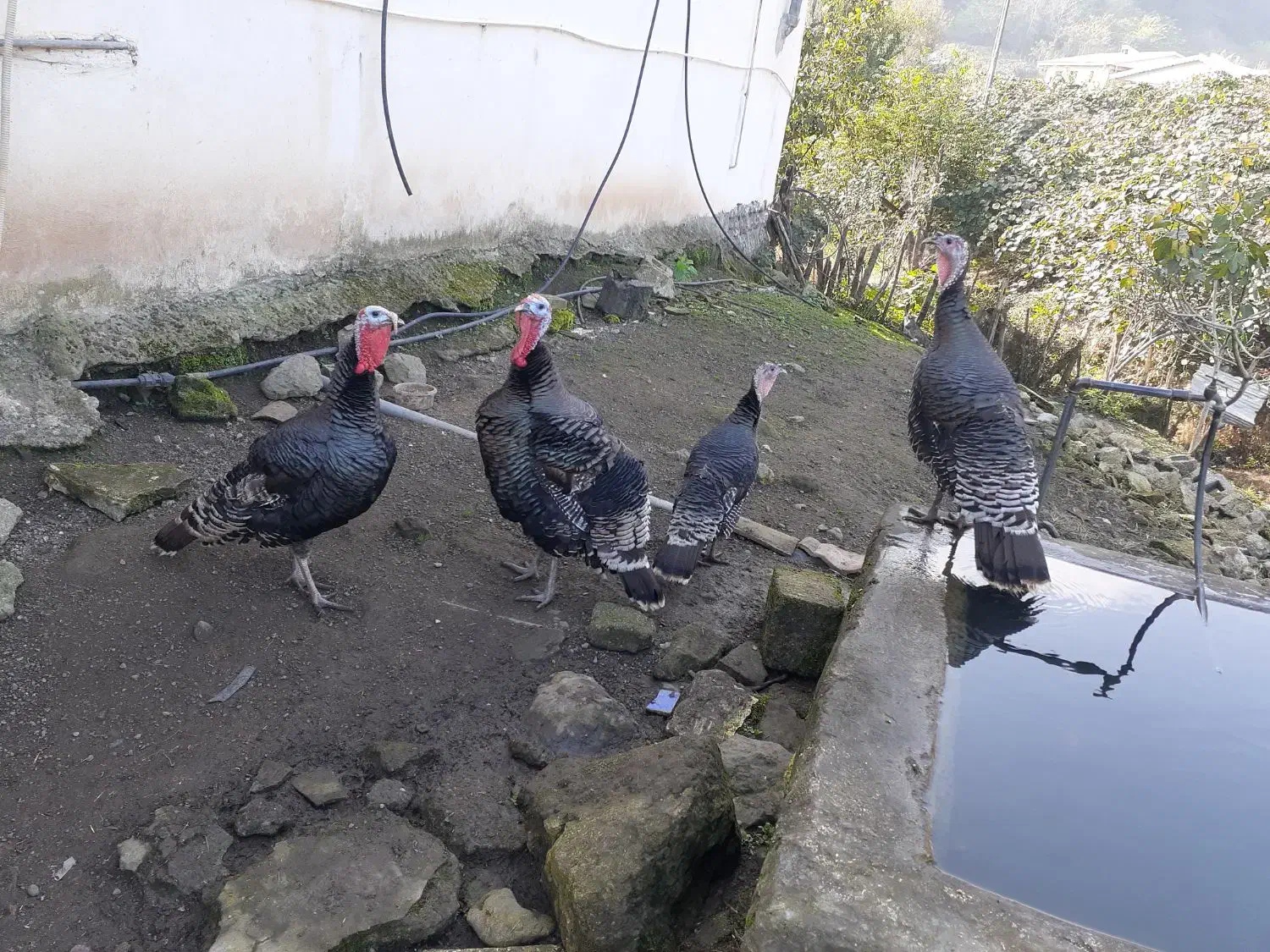 بوقلمون|حیوانات مزرعه|تالش, هشتپر|دیوار