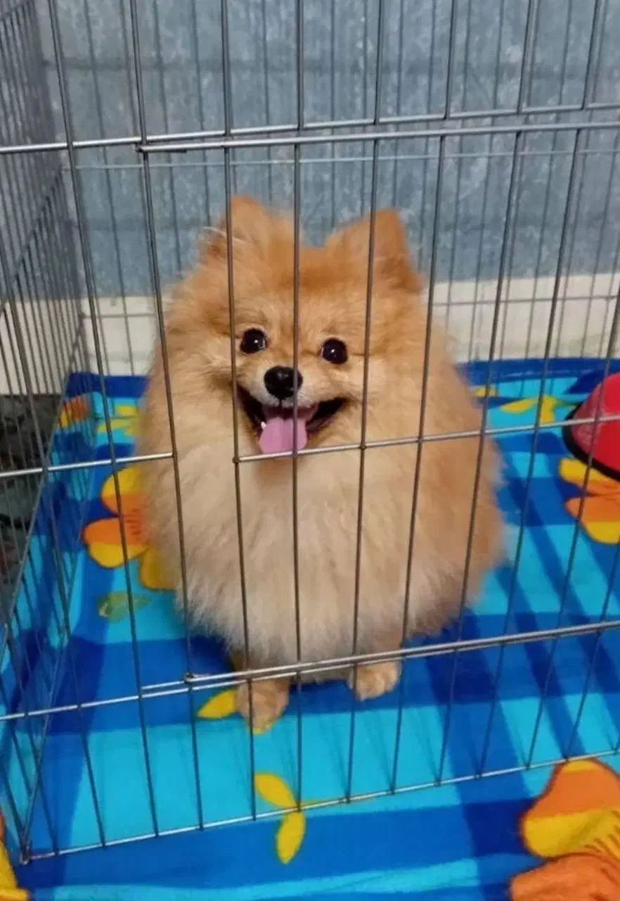 پامر بالغ (خرسی،عروسکی و روباهی)|سگ|شیراز, دروازه قران|دیوار