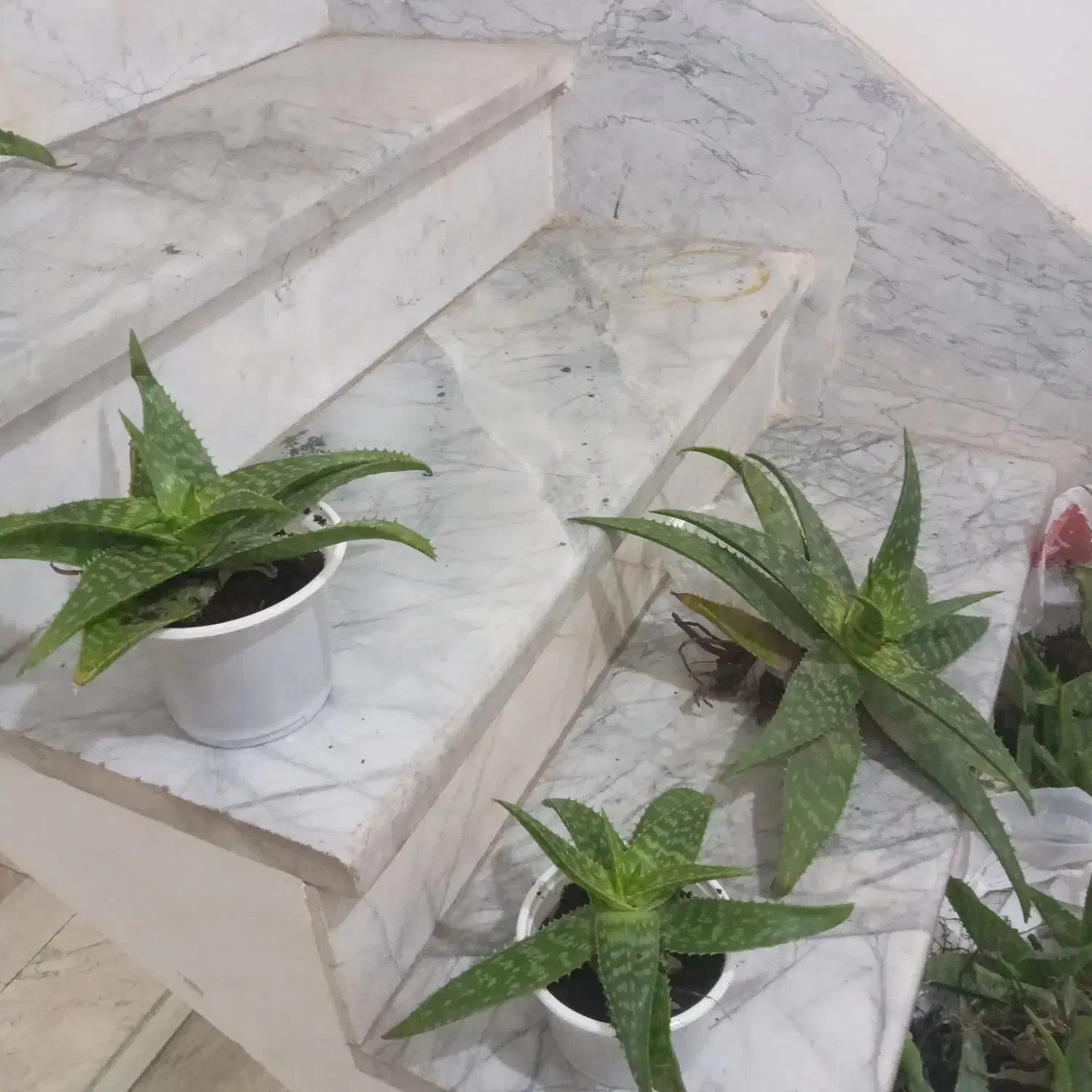 گل آلوئه ورا|گل و گیاه طبیعی|قدس, شهرقدس|دیوار