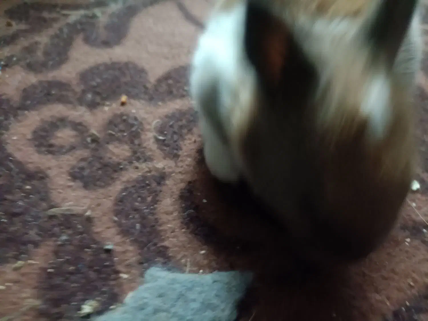 خرگوش فروشی|موش و خرگوش|بندر ماهشهر, |دیوار