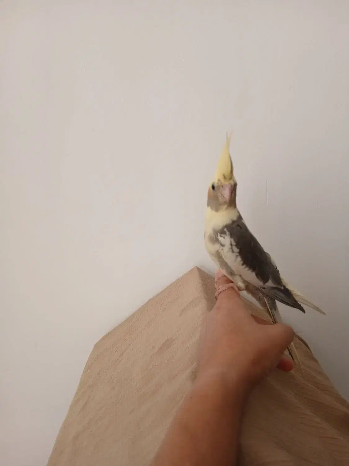 عروس هلندی|پرنده|پاکدشت, پاکدشت (مامازند)|دیوار