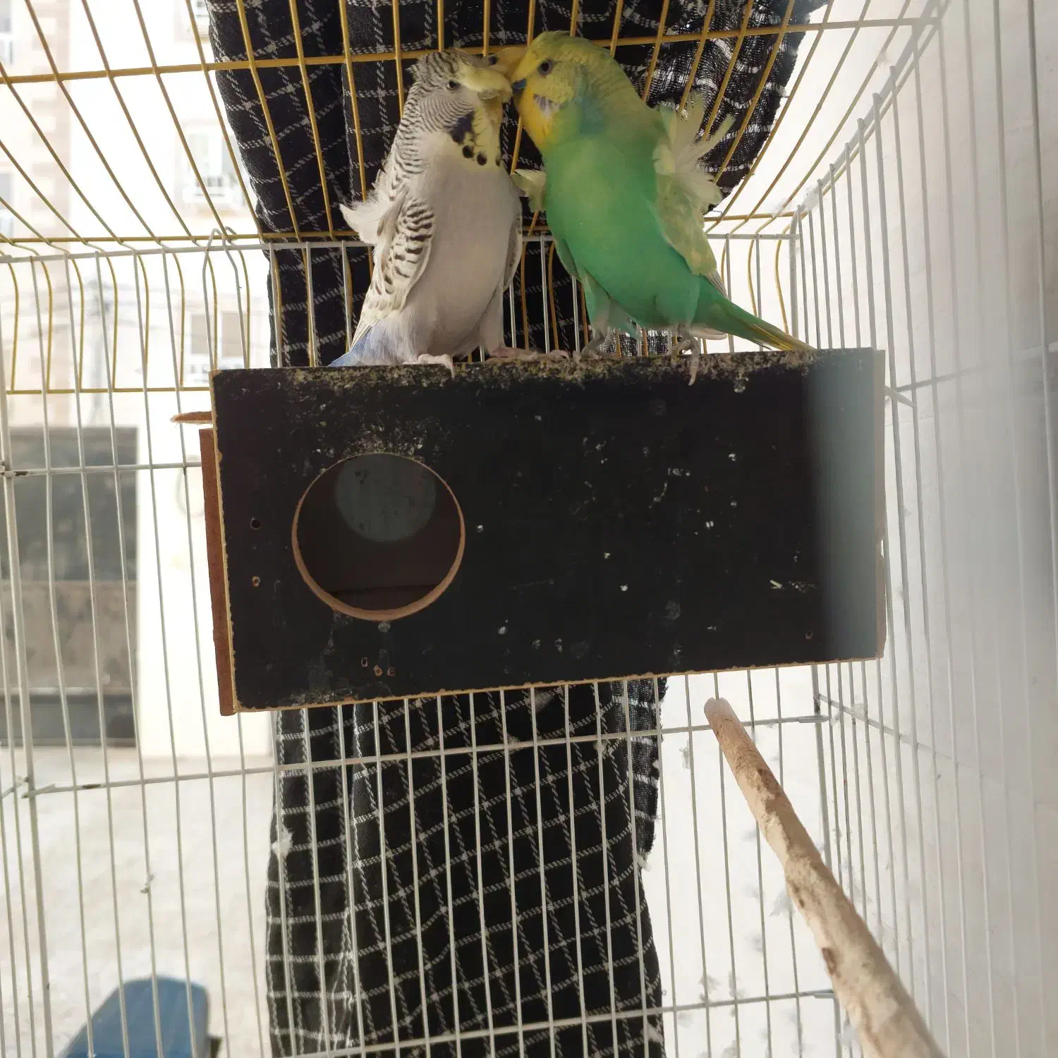 مرغ عشق پروانه ای با اصالت|پرنده|بندرعباس, |دیوار