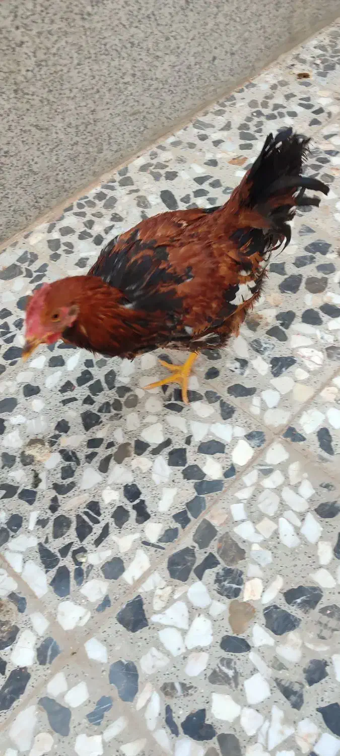 مرغ وخروس|حیوانات مزرعه|خمینیشهر, |دیوار