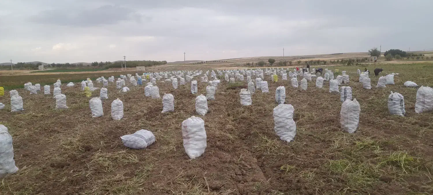 سیب زمینی بذری کارلیا ۴۰۲ تضمینی|عمدهفروشی|قیدار, |دیوار