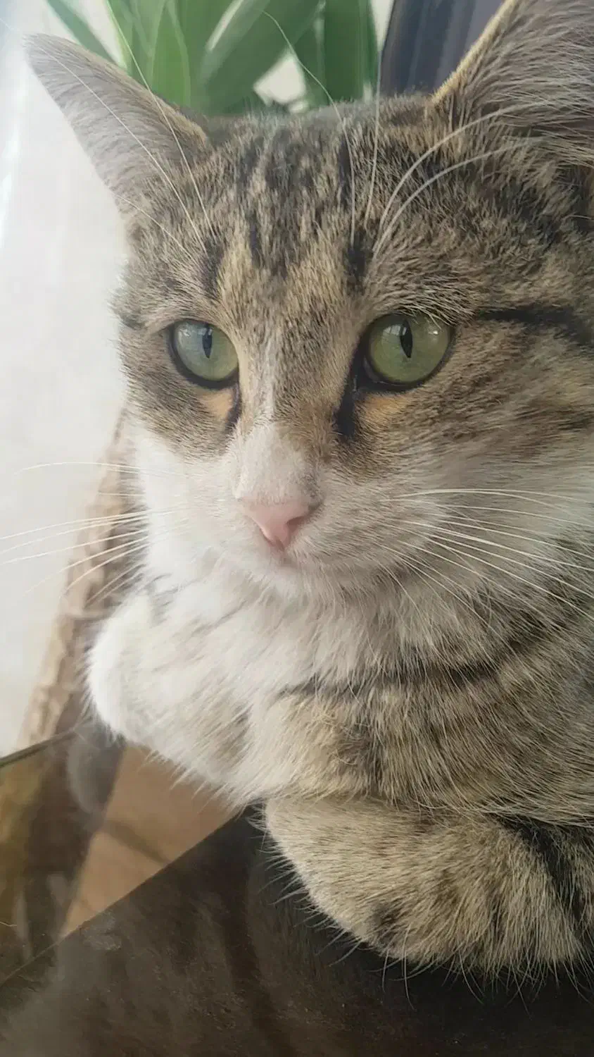 واگذاری رایگان دو بچه گربه نر ۶ ماهه و ماده ۴ ماهه|گربه|شاهین‌شهر, بنیاد ازدواج|دیوار