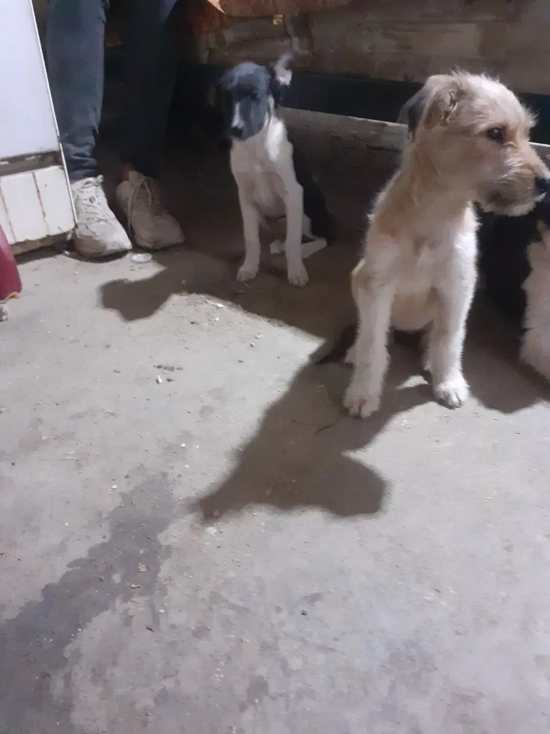 سگ ماده ازنژاداشپیتز۴تا|سگ|اراک, |دیوار