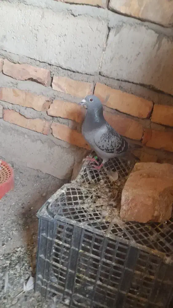 سلام ۹تاکبوترفروشی|پرنده|کورین, |دیوار