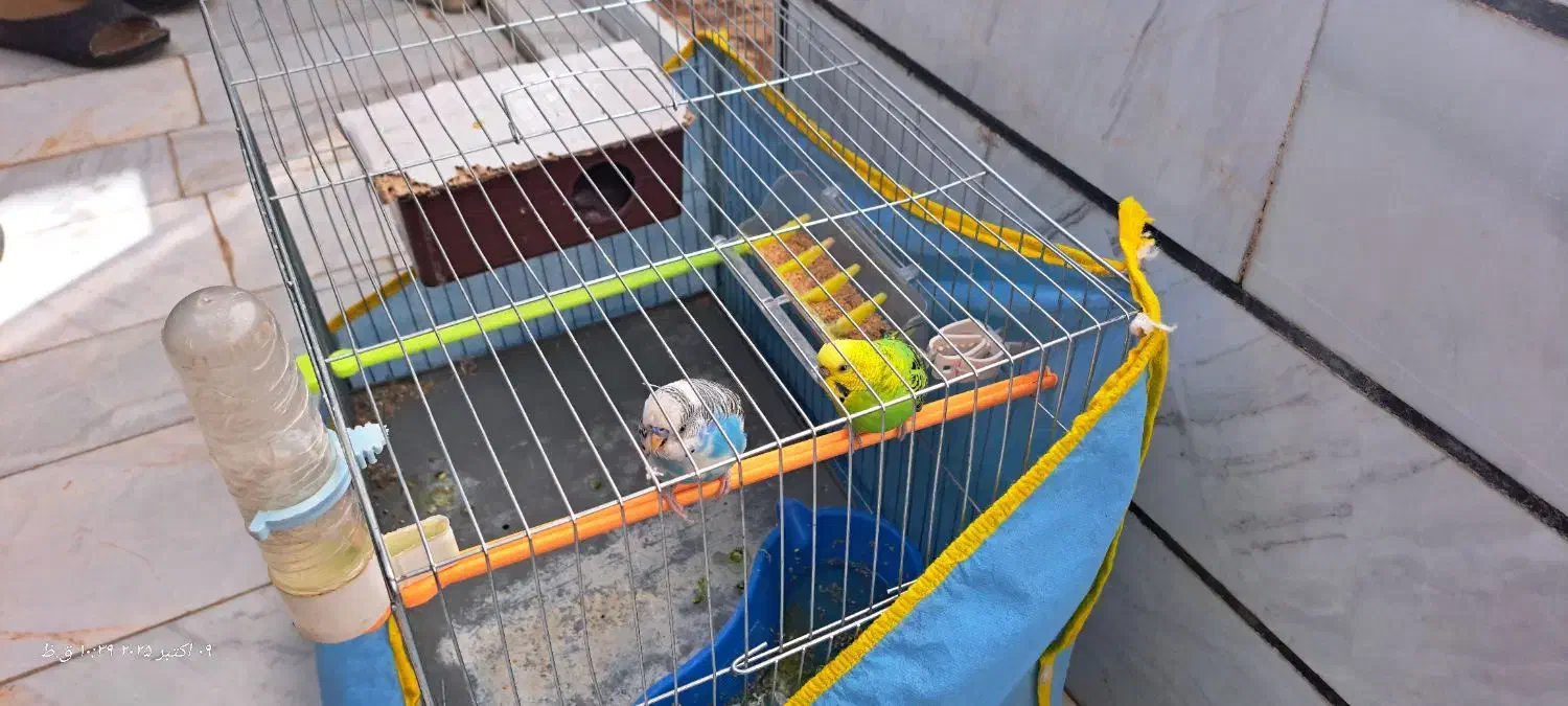 مرغ عشق در شهر دستنا|پرنده|کیار, |دیوار