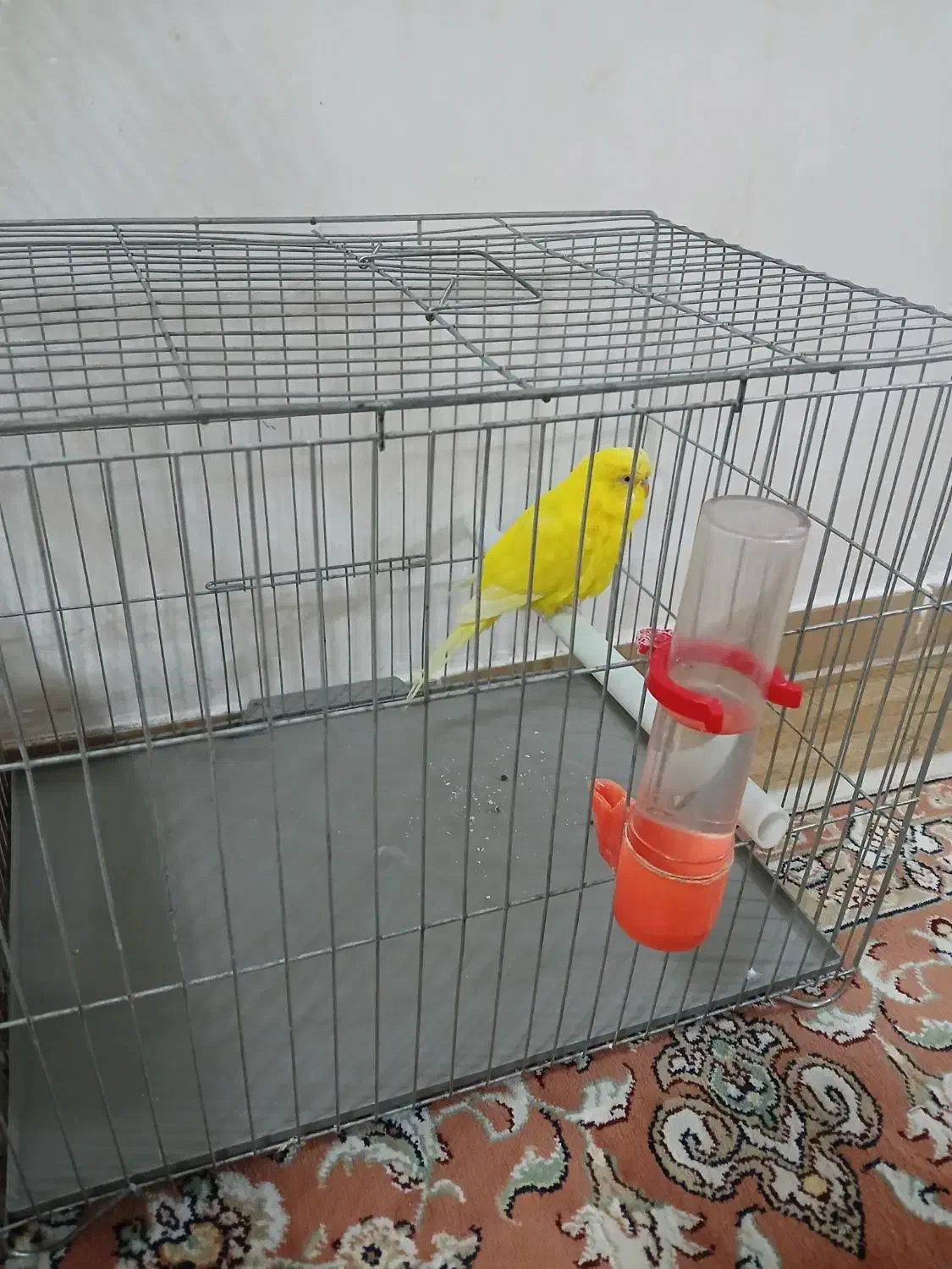 یک عدد مرغ عشق بالق نر ،مست آماده جفت|پرنده|رشت, کوی مهر|دیوار