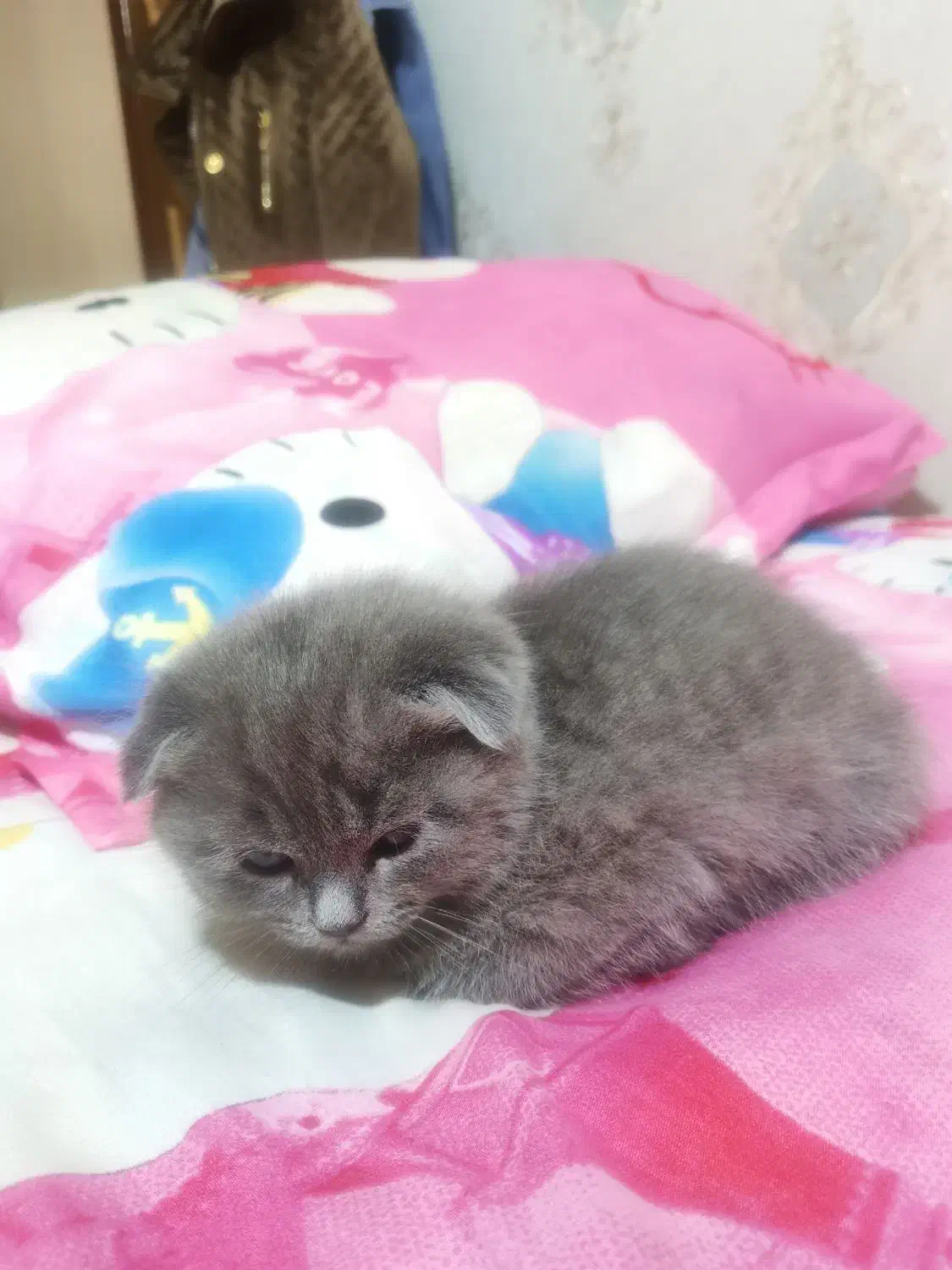 واگذاری گربه اسکاتیش|گربه|کرمان, |دیوار