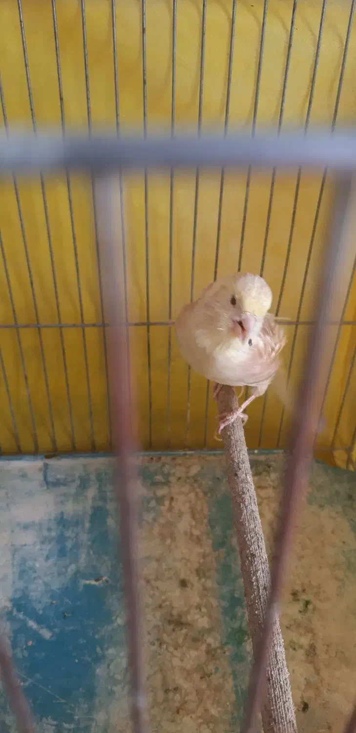 قناری نر|پرنده|ایلام, |دیوار