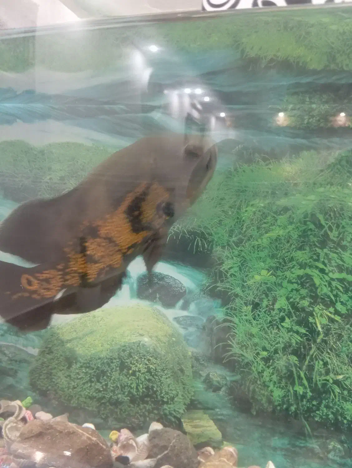 آکواریوم بزرگ سالم|ماهی|تایباد, |دیوار