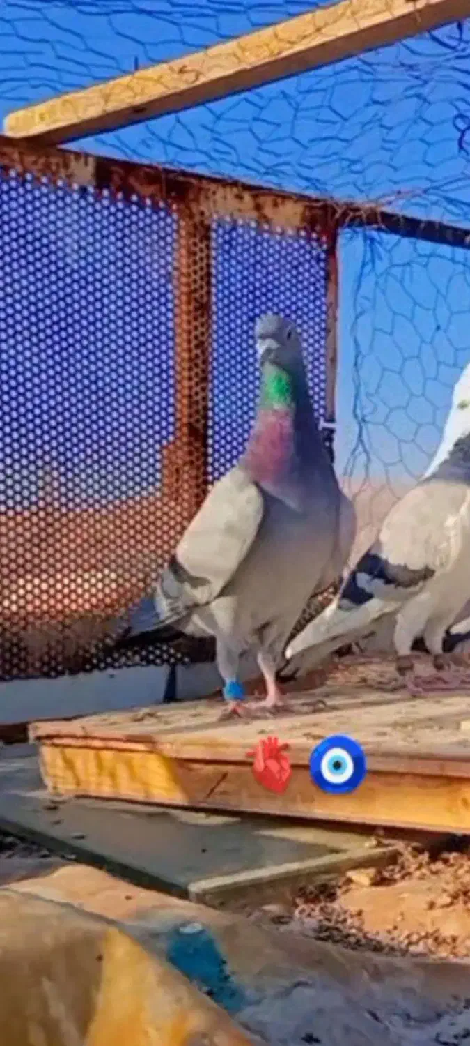 کفتر|پرنده|شیراز, شهرک مهرگان|دیوار